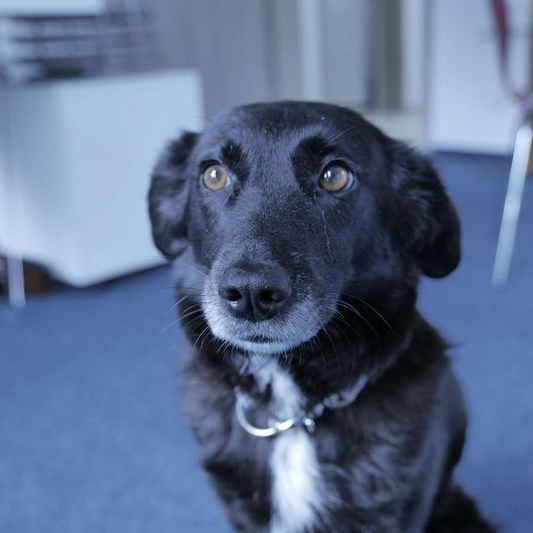 Lara Bürohund